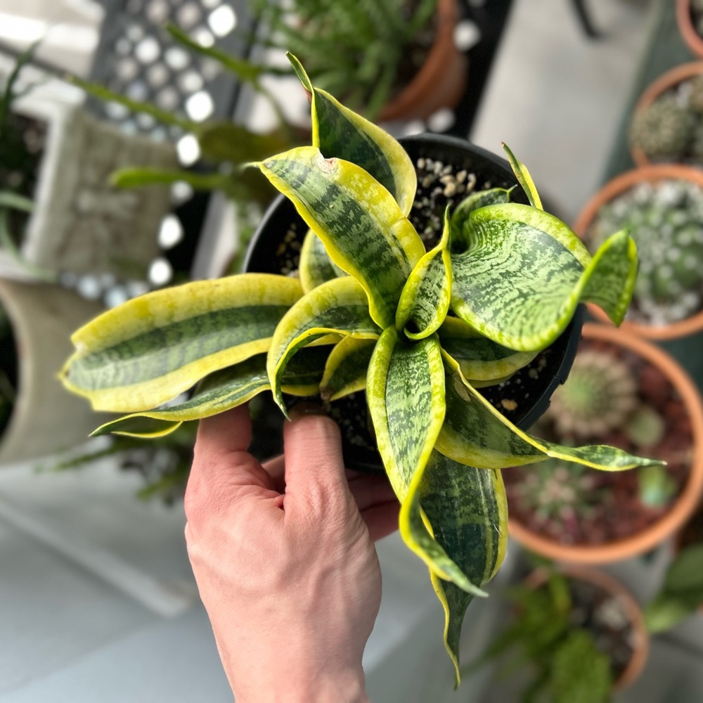 Sansevieria Twister